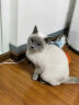雷米高（RAMICAL）幼猫猫粮海洋鱼味全价幼猫成猫猫粮10kg(500g*20分袋）20斤 实拍图