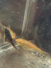 涟木清道夫缸的鱼工具鱼 专吃垃圾粪便清理藻类金苔鼠热带淡水观赏鱼 1黄夫+1黑夫7-8cm 晒单实拍图