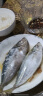 时寐东山岛养殖巴浪鱼生态土豪巴浪鱼竹荚鱼蓝圆鲹 2斤4-6条 晒单实拍图