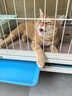 诺瑞（NORY）猫粮幼猫成猫猫粮全价添加滋润毛发牛油果蛋黄轻盐低油猫粮 全期猫粮1.4KG【牛油果】 实拍图