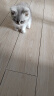 GARCIA纯种布偶猫德文卷毛猫英短金银渐层系列蓝白乳白纯白缅因猫幼崽A 宠物级 英短 晒单实拍图