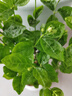 幼薇茉莉花盆栽花苗四季常青植物室内花卉开花不断绿植盆栽 茉莉花老桩+大白圆柱瓷盆+底托 带盆栽好 实拍图
