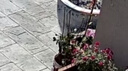 紫兮澜风车茉莉爬藤浓香型花卉长藤四季常青室外庭院茉莉耐寒耐热 【黄色】8年苗【庭院推荐】 带土球发货 实拍图
