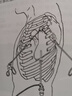 系统解剖学第9版 九版人卫本科临床医学教材细胞生物化学生理病理诊断外科儿科内科学第十版传染病病人民卫生出版社考研图书 实拍图