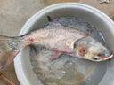 樱岛鲢鳙钓组鲢鳙钩水怪笼钓钓饵笼花白鲢鱼钩套装爆炸钩钓组渔具 鲢鳙钓组13号【一盒2套】 实拍图