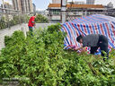 梦多福德国电动割草机充电式大功率家用打草机除草机手持锂电农用割灌机 尊享款锂电割草机【两电一充】 豪华配件套装 实拍图