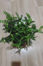 京云梦清香木盆栽防蚊虫驱蚊草绿植桌面盆景清香胡椒木水纹盆源头直发 实拍图