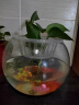 易萌 小鱼缸 金鱼缸 小型桌面创意鱼缸 水培容器 水培植物花瓶 家用客厅鱼缸 圆形玻璃鱼缸20cm 实拍图