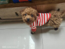 嬉皮狗（hipidog）条纹可牵引小狗狗卫衣春秋薄款比熊宠物猫咪小型犬雪纳瑞泰迪衣服 红色条纹（自带牵引扣） XS （建议体重1-3斤） 实拍图