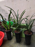 华香园兰花 梨山狮王 建兰奇花 兰花苗 浓香型办公室内耐阴绿植盆栽花卉 梨山狮王6苗裸根 不带花苞 晒单实拍图