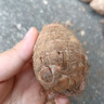 山胖子新鲜现挖农家毛芋头香甜软糯奶芋小香芋芋艿山东特产健康早餐 牛奶芋头中果3斤（单果40g-60g） 实拍图