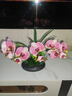 wo+ 高档新款手感PU蝴蝶兰仿真花艺客厅餐桌花电视柜装饰花假花 黑色扁陶瓷盆+粉红色蝴蝶兰 实拍图