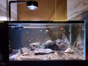 德克（D&A）溪流缸全套一体缸自循环 2025新款客厅立式鱼缸 创意造景底滤鱼缸 爵士黑（筒灯款） 长80cm宽50cm高125cm 实拍图