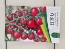 花沃里红圣女果100粒/包 蔬菜种子红珍珠番茄小西红柿阳台庭院田间种植 晒单实拍图
