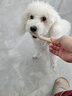 亚禾（YaHo）狗狗磨牙棒宠物狗零食幼犬狗骨头泰迪金毛中大型犬耐咬洁齿棒 牛奶味250g 实拍图