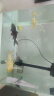 中国红冷水淡水观赏鱼锦鲤鱼活鱼金鱼小型好养红鲤鱼纯种小锦鲤 6-8cm长黑白黄红各一条 实拍图