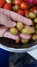 爱鲜摘农场 广东鸡心黄皮果【JD顺丰-多地次日达】茂名新鲜黄皮水果礼盒 净重5斤装【超划算丨80%选择】 【精美礼盒+保温箱+冰袋】 实拍图
