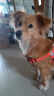TRUELOVE狗狗胸背带背心式防爆冲小中大型犬泰迪柯基金毛宠物工字型马甲 黑橘-三明治内里 M-胸围40-62cm建议12-30斤选择 实拍图