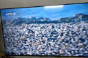 TCL电视 50T8H 50英寸 QLED量子点 超薄 4+64GB大内存 客厅液晶智能平板游戏电视机 小电视 实拍图