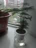 花行榜开口碗莲种子水培植物睡莲荷花盆栽混色莲籽30粒+盆+塘泥源头直发 实拍图
