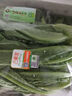 东升供港油麦菜300g 长叶莴苣 长生菜 炒菜 广州新鲜配送 实拍图