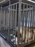 腆宠猫笼猫别墅猫笼子带厕所大号加粗方管猫窝猫舍猫屋家用宠物笼子 实拍图
