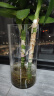 盛世泰堡 玻璃花瓶透明富贵竹水培容器大花瓶客厅桌面装饰摆件直筒款1225 实拍图