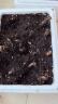 花翁 风雨兰种球四季易种葱兰韭兰花阳台盆栽室外地栽植物球根胖丽丽 风雨兰60个（大小球混合装） 晒单实拍图