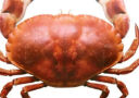 熟冻面包蟹 黄金蟹母蟹膏蟹  黄道蟹 海鲜蟹类 熟冻面包蟹（2000g-1600g）2只装 实拍图