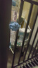 hoopet狗狗喝水器挂式水壶水瓶水嘴喂水神器小狗猫咪宠物用品悬挂式不湿 圆形宠物饮水器946ml(蓝） 实拍图