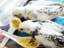 开元（KO）鸡星人果木保健砂50g鹦鹉专用保健炭玄凤牡丹鸟食添加 晒单实拍图