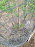 滨淇果树苗无花果苗当年结果波姬红南方北方种植水果苗 2厘米粗1棵 晒单实拍图