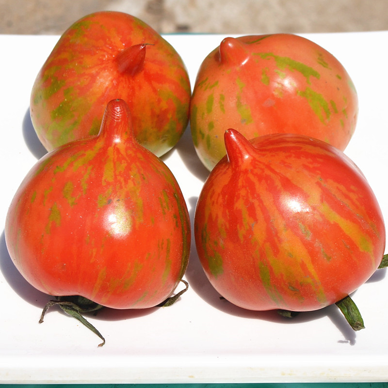 皮球柿子东北花皮西红柿虎皮小番茄铁皮柿子新鲜蔬菜水果8斤