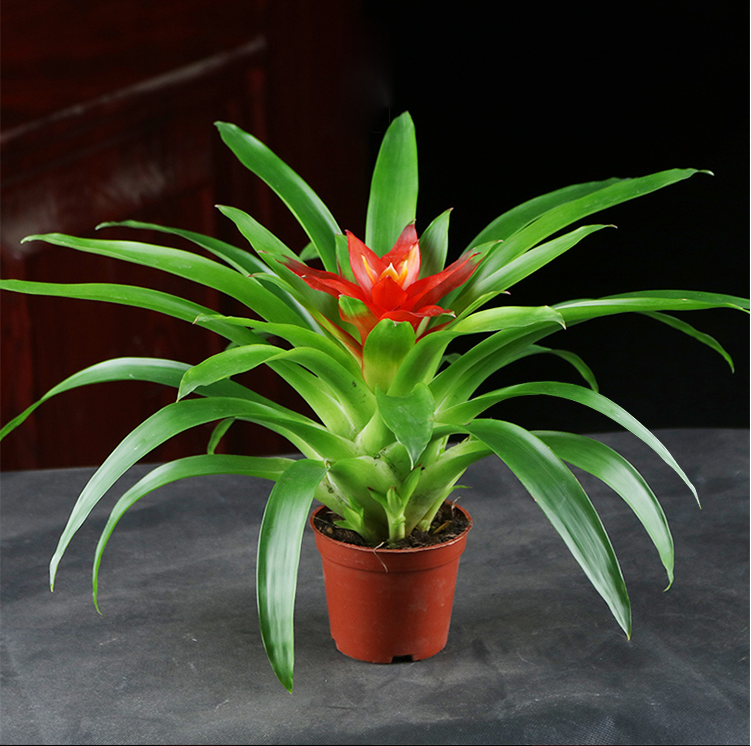 鸿运当头带盆栽好花卉小红星办公室绿植花卉套装水养植物室内空气大