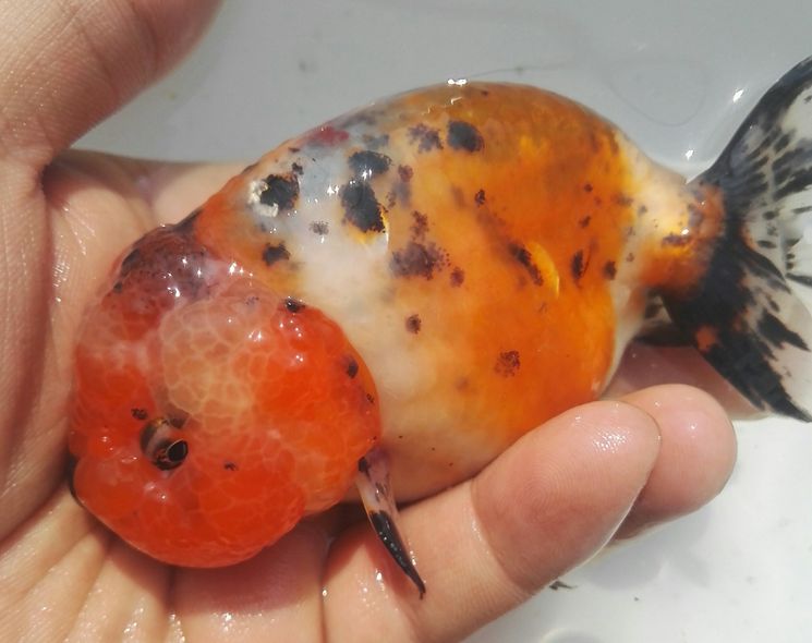 兰寿金鱼红白寿黑寿鱼 观赏鱼 冷水鱼 淡水活体水族宠物招财鱼 国粹鱼