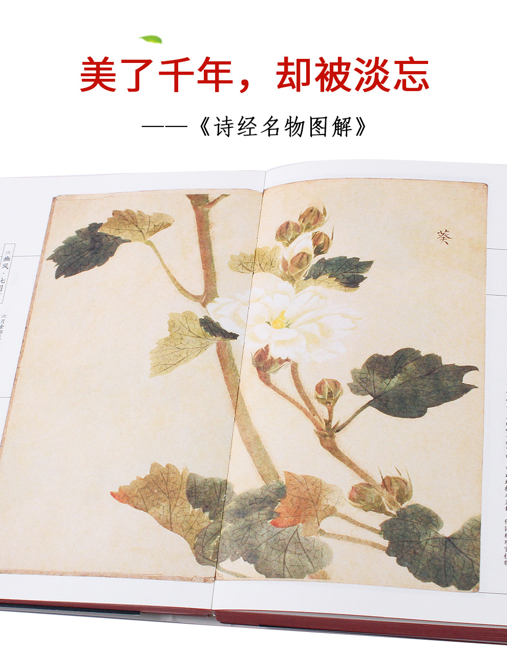 诗经名物图解《诗经》中动植物的古风手绘画 索线装仿古书籍 细井徇