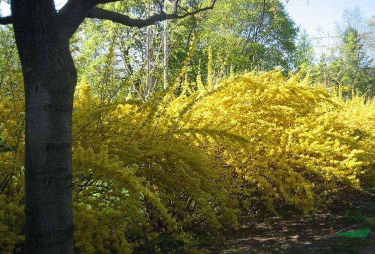 攀缘花卉连翘花苗连翘苗又名金钟罩花黄金条连翘树苗植物6年苗以上
