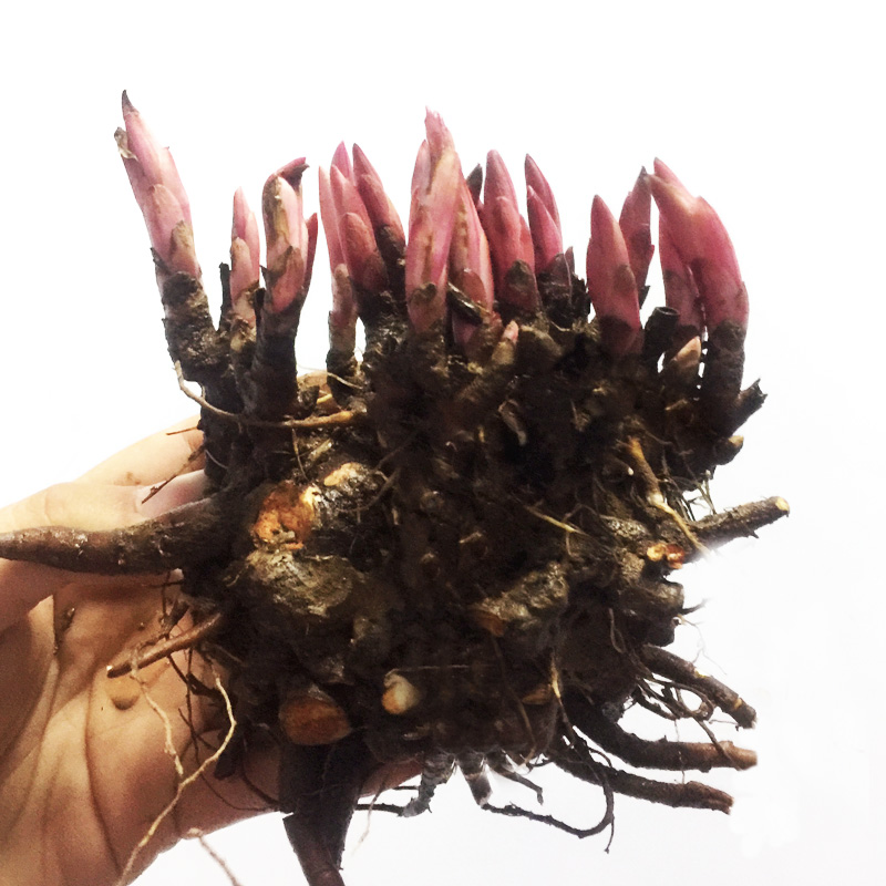 花络阁 芍药根块 芍药种根 芍药苗 当年开花芍药花苗 盆栽花卉 _ 5折