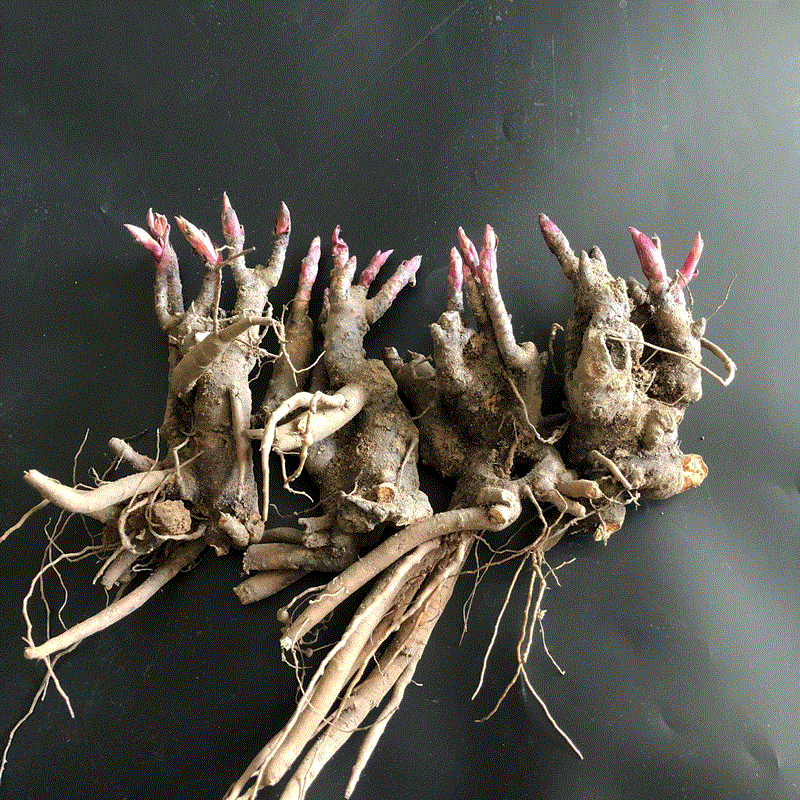 花络阁 芍药根块 芍药种根 芍药苗 当年开花芍药花苗 盆栽花卉 _ 5折