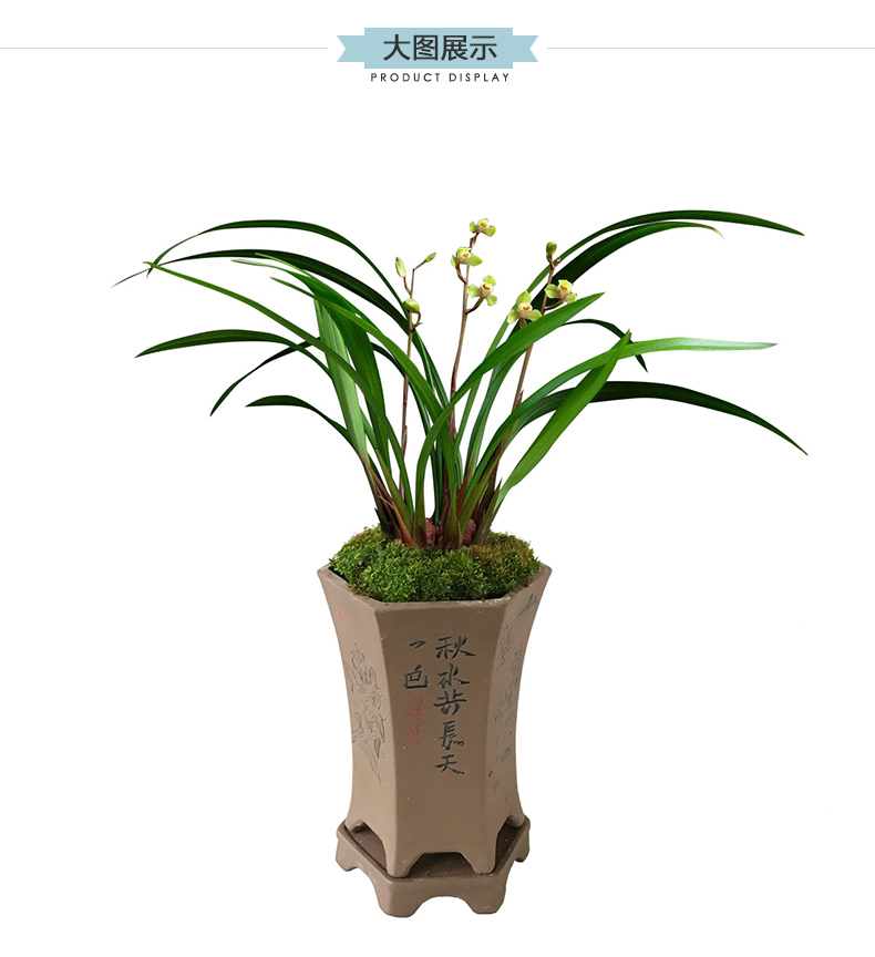 刘阁兰花苗建兰水仙瓣代表中华水仙夏带花苞出售好养花卉草桌面盆栽