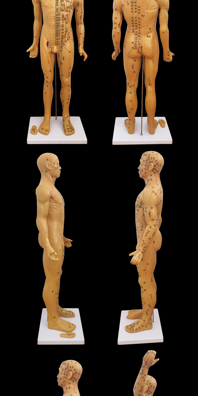 丰帆超清晰85cm人体针灸模型穴位模型经络按摩针灸模型男针灸中医教学