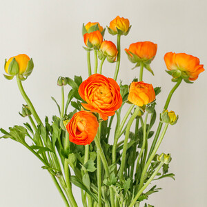 春天到家 洋牡丹 8支 1-2支防损多色可选 橙色